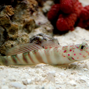 Watchman Goby