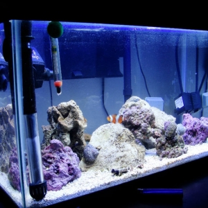 10g Nano Tank