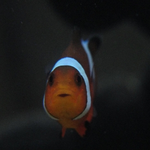 Carlin the Clown Fish