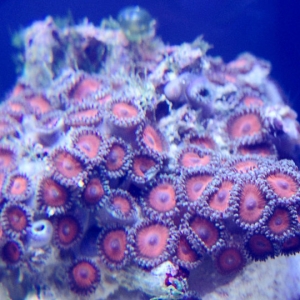 Zoa's