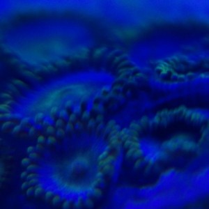 Zoa's