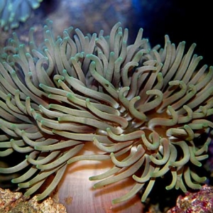 Green LTA(?) Anemone