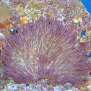 Purple LT Anenome