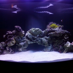 fishtank