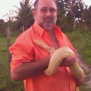 albino  python