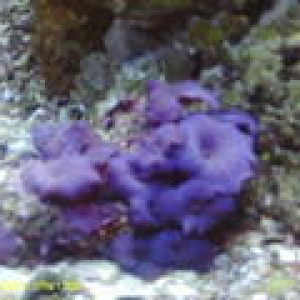 Blue musroom rock
