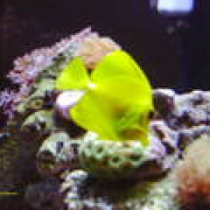 yellow tang