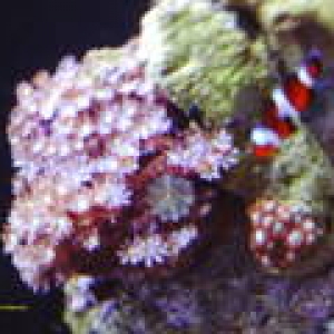 daisy polyps