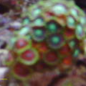 zoa