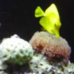 tang, green star polyps, and neon green favia