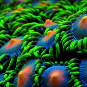 HD Zoas