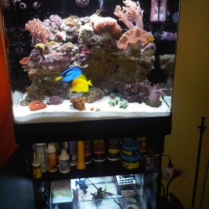 Puchus Aquarium