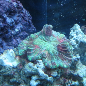 One of my newer corals