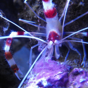 Coral Banded Shrimp