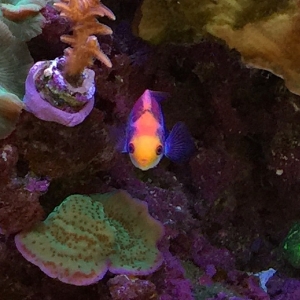 Posing Wrasse