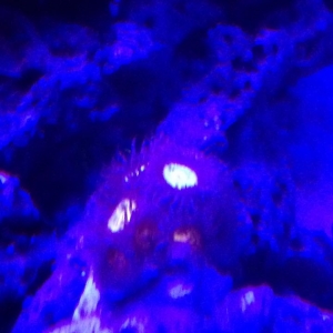 11128002_10153732540822729_808385490_n