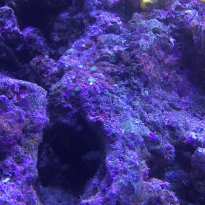 Identify