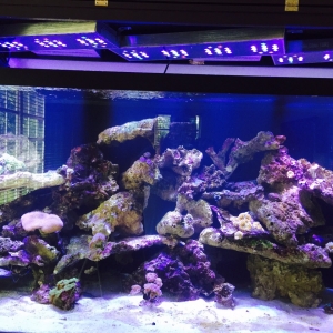 Glisten 150R2 for 180cm long tank