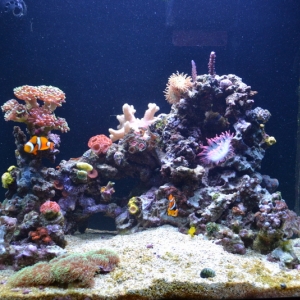 Fish Tank 227