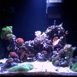 Full Tank Shots 006