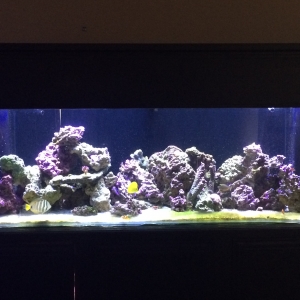 Full Tank Shot 1/27/16