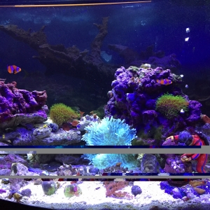 Sw Tank