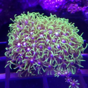 Green Star Saltwater Aquarium Jupiter Florida