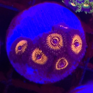 Saltwater Aquarium Jupiter Florida