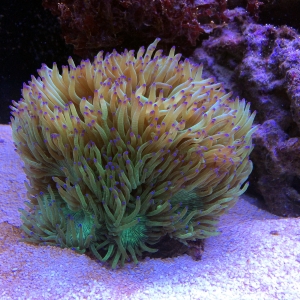 Elegance coral