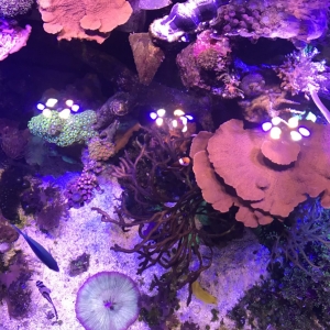 Top View Reef Tank2