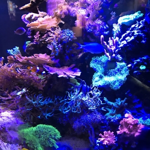 Reef Tank