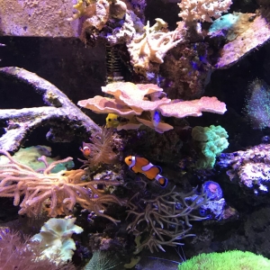 Clown Fish