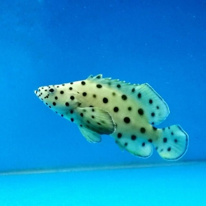 Panthergrouper