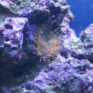 Mystery anemone