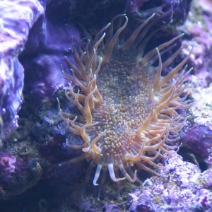 Closeup of mystery anemone