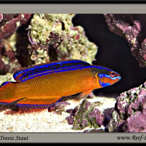 Neon dottyback