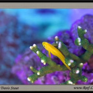 Goby from an unusual perspective