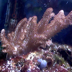 Finger Leather from Reeflady w/sponge