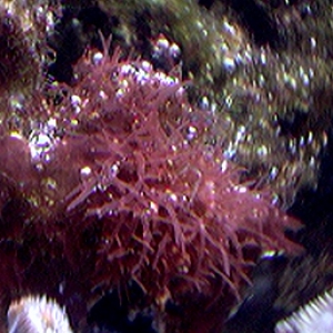 Red Macroalgae