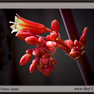 Yucca from my back yard