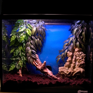 Reptile tank