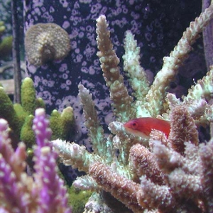 Stoney Wrasse