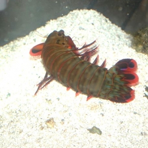 Peacock mantis shrimp