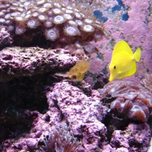 Yellow Tang