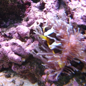 Clown In Anemone