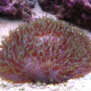 Fungia Plate Coral