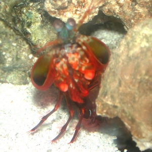 Peacock Mantis Shrimp