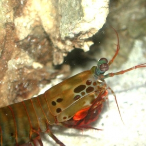 Sarah The Peacock Mantis Shrimp