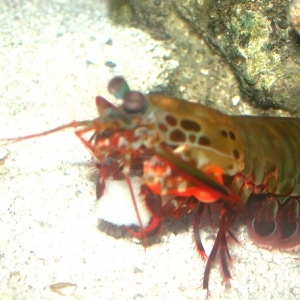 Peacock Mantis Shrimp