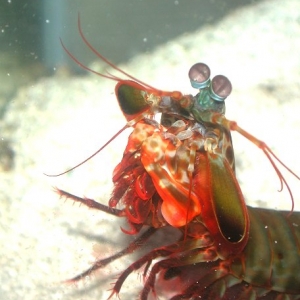 Peacock Mantis Shrimp